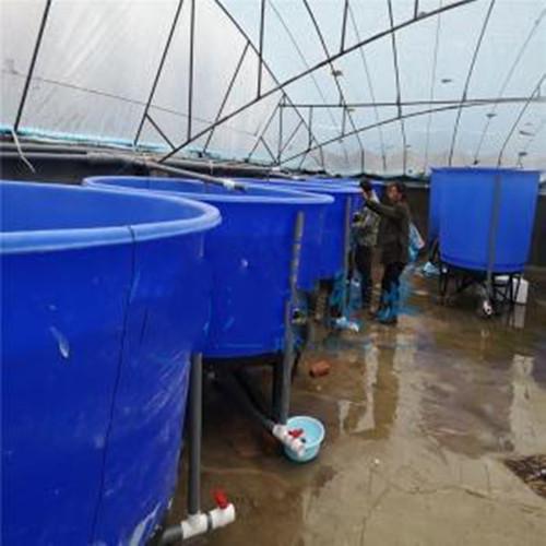 大型水产养殖桶 适合淡水养殖黑鱼鲈鱼锥底桶 鱼苗孵化桶